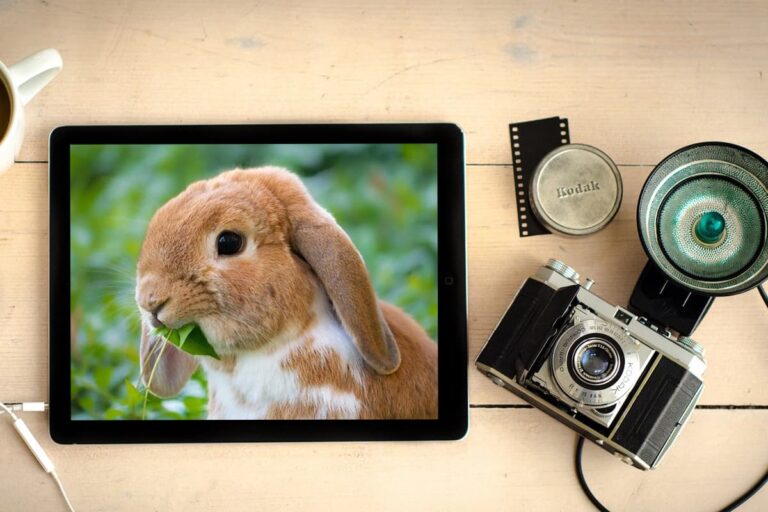 WordPress で画像を挿入するときに気をつけたいファイル名と alt 設定